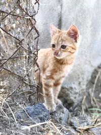 Close-up portrait of cat