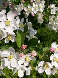 Close-up of white flowers