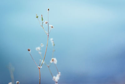 Low angle view of flowering plant against blue sky