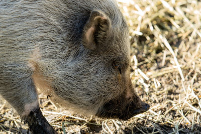 White mini pig taking a walk