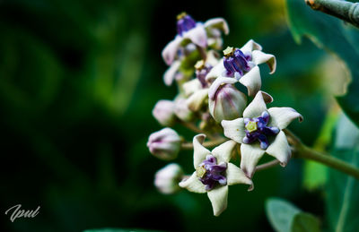 Close-up of purple flowering plant
