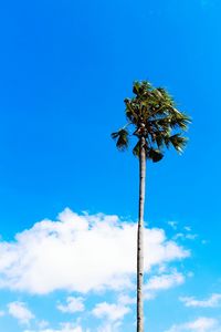 Low angle view of palm tree against blue sky