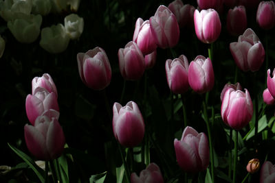 Close-up of pink tulips