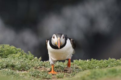 Close-up of bird perching on rock