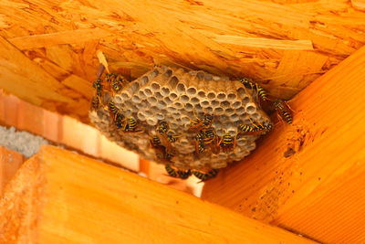 Close-up of bee on wood