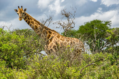 View of an animal on field