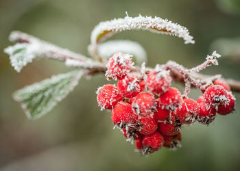 Close-up of berries on plant during winter