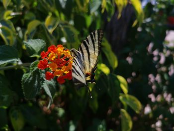 Butterfly pollinating on flower