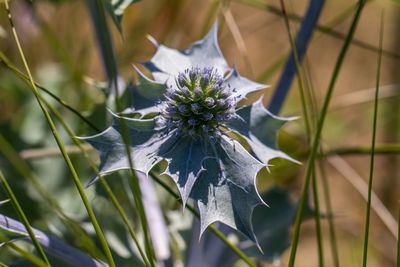 Close-up of flower blooming outdoors