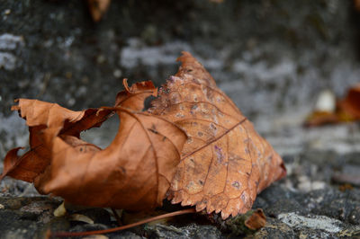 Close-up of dried maple leaf on land