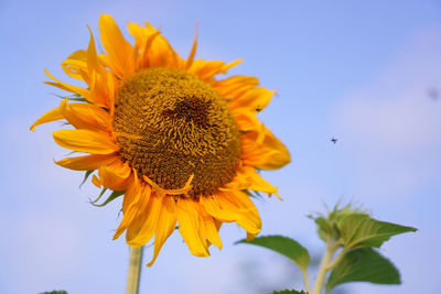 Close-up of sunflower against sky