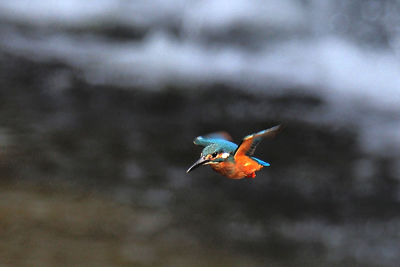 Close-up of kingfisher flying