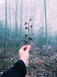 Silhouette of man in forest