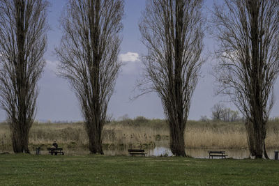 Bare trees on field against sky