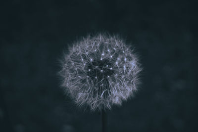 Close-up of dandelion