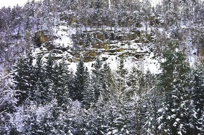 Frozen trees in forest during winter