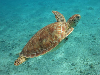 Green turtle swimming in the tobago cays marine park, st. vincent and the grenadines.