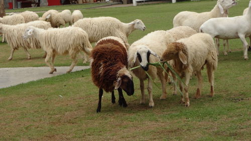 Sheep grazing on field