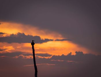 Low angle view of silhouette tree against sky during sunset