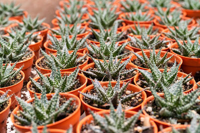 Full frame shot of potted plants