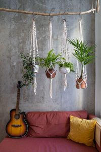 Potted plant hanging on wall at home