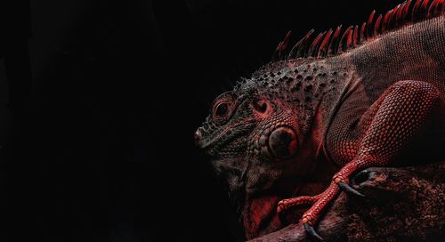 Close-up of iguana