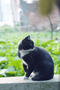 Close-up of black cat