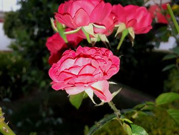 Close-up of pink flowers blooming outdoors