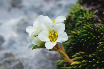 Close-up of white flowering plant