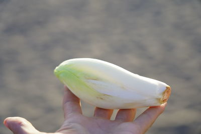 Close-up of hand holding apple