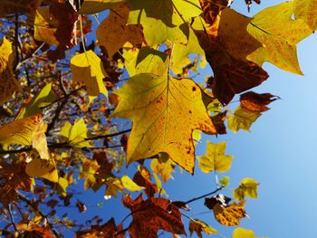 Low angle view of maple leaves against clear sky