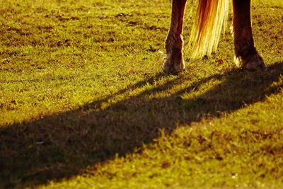 Cropped image of horse on grassy field