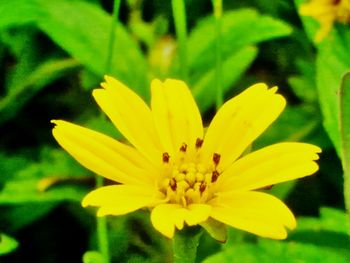 Close-up of yellow flowering plant