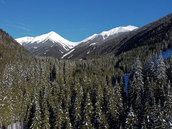 Pine trees on snowcapped mountains against sky