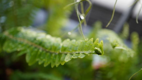plant