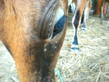 Close-up of horse