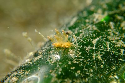 Close-up of fungus