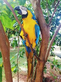 Close-up of a bird on tree