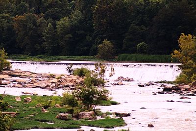 Scenic view of lake in forest