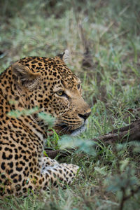 Leopard, hiding