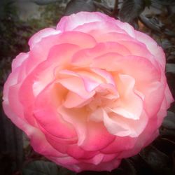 Close-up of pink rose