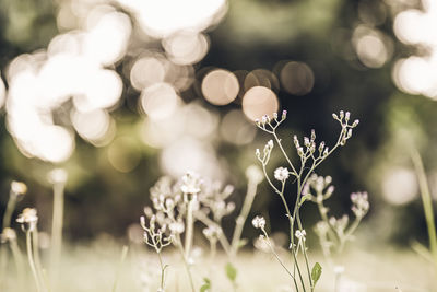 Close-up of flowering plant on field