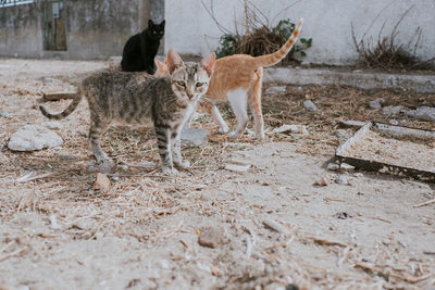 Cat playing