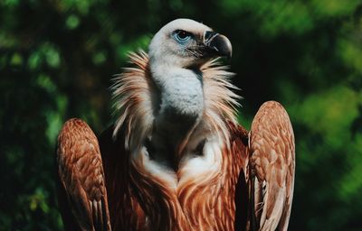 Close-up of vulture