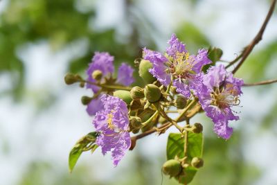 Close-up of flowers blooming on tree