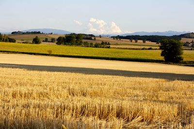 Scenic view of field against sky