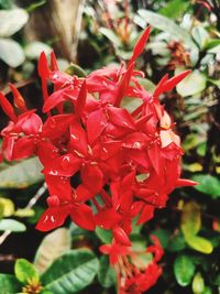 Close-up of red flowering plant