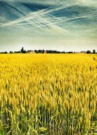 Scenic view of field against cloudy sky