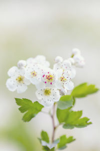 Close-up of white flowering plant