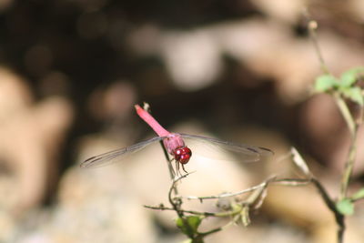 Close-up of insect